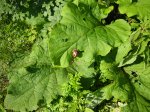 Bardana maggiore (arctium majus)